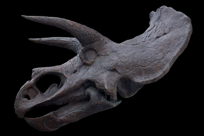 Isolated skull